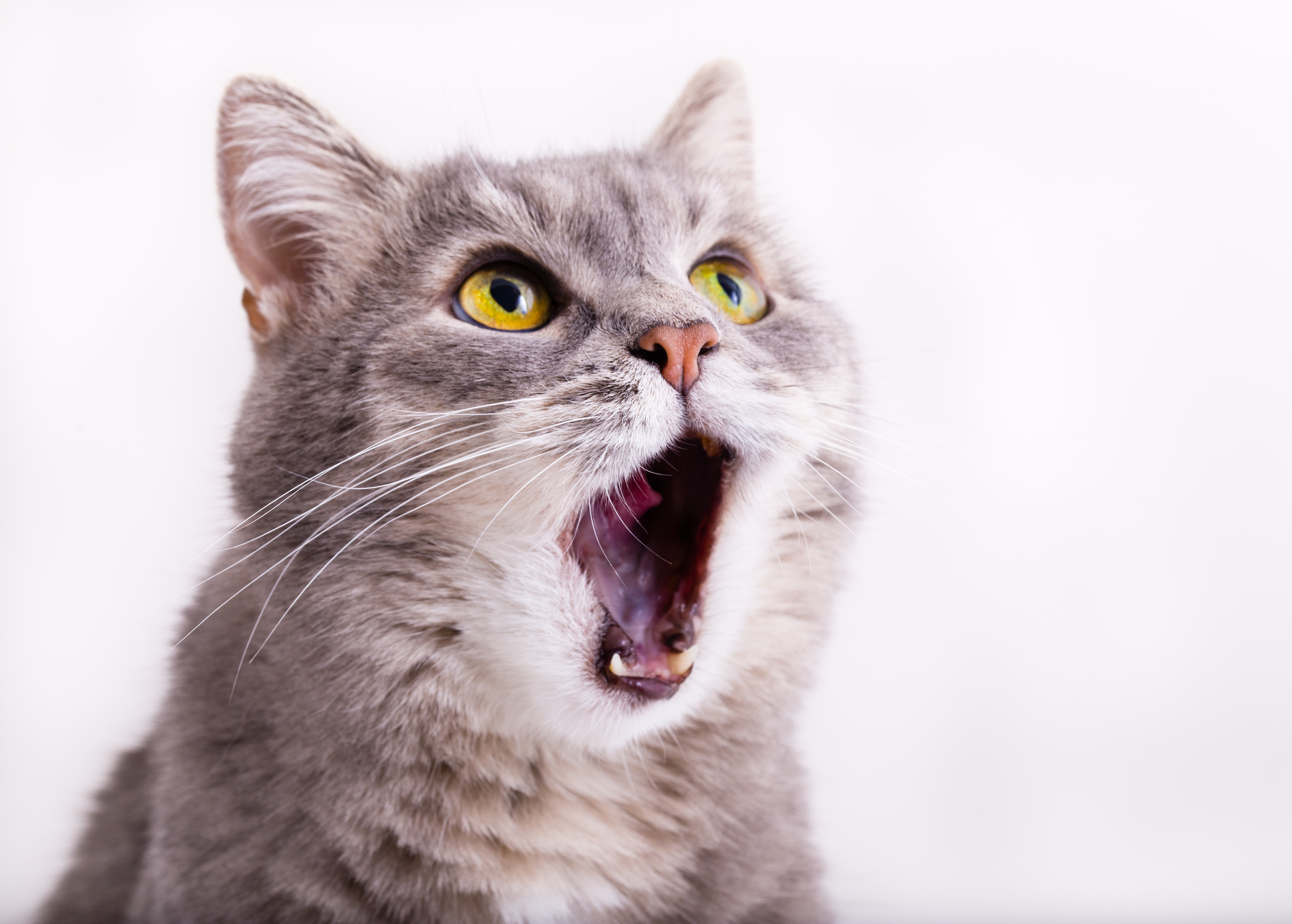gato 5