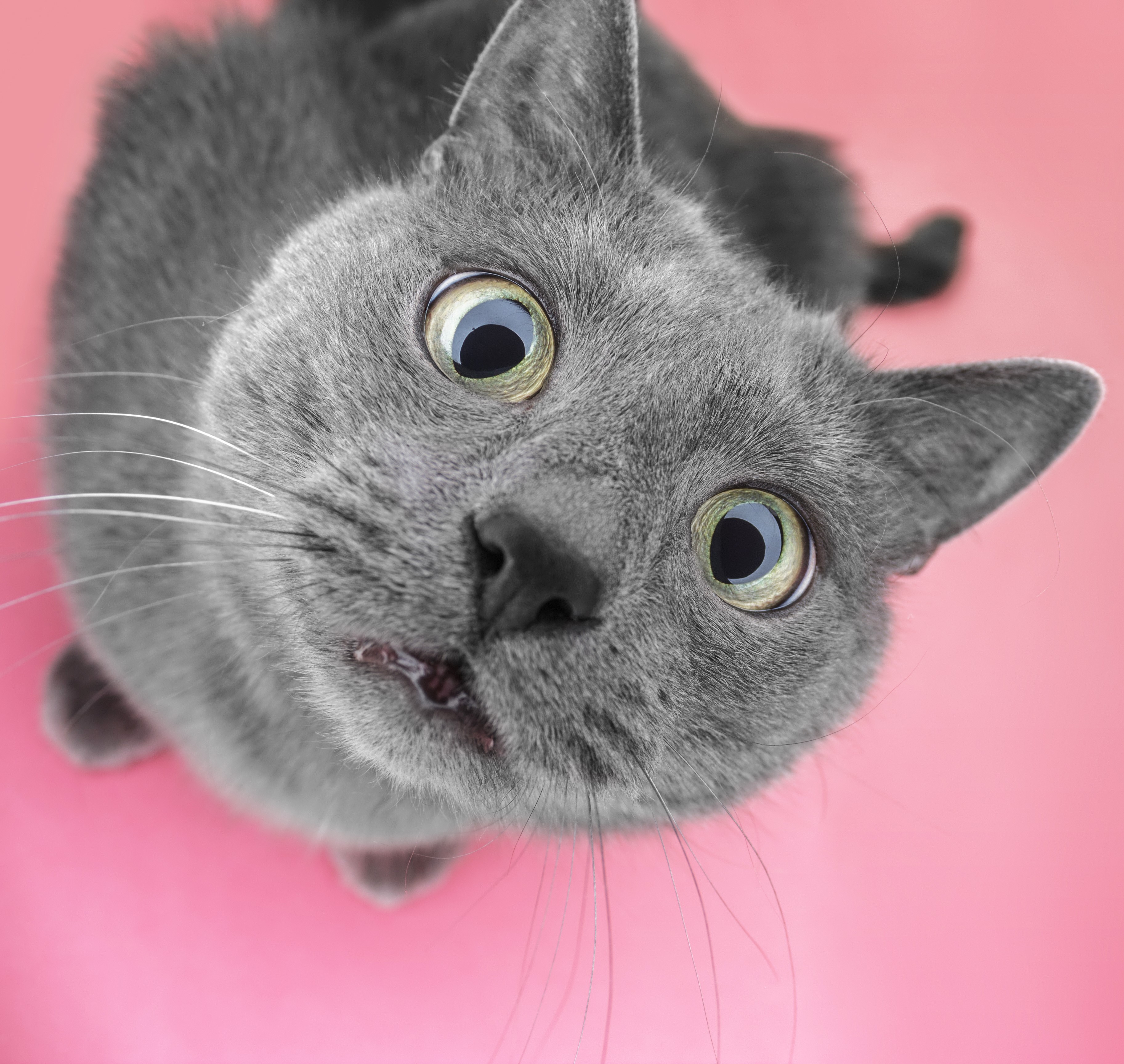 Gato 6