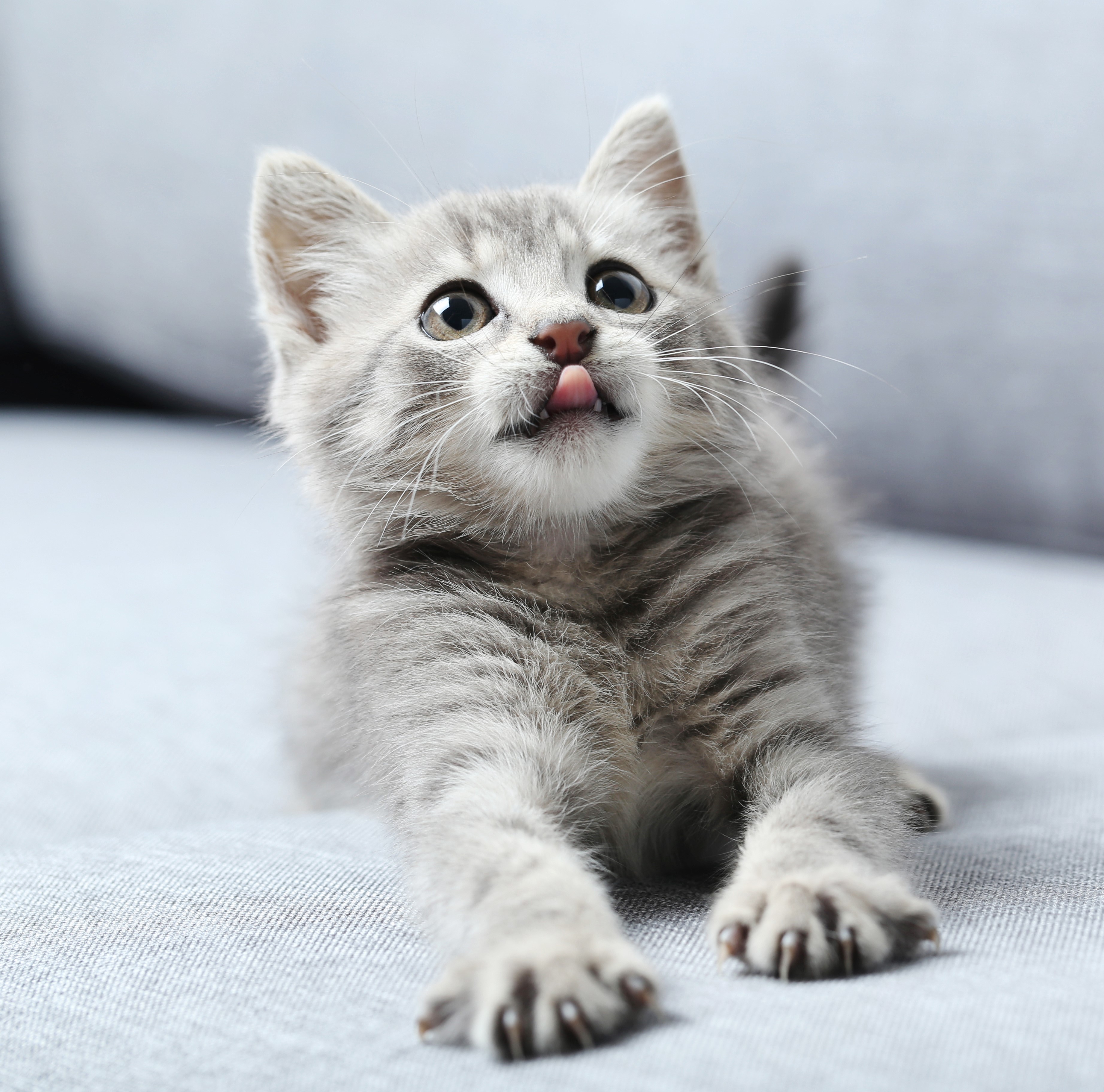 Gato 7