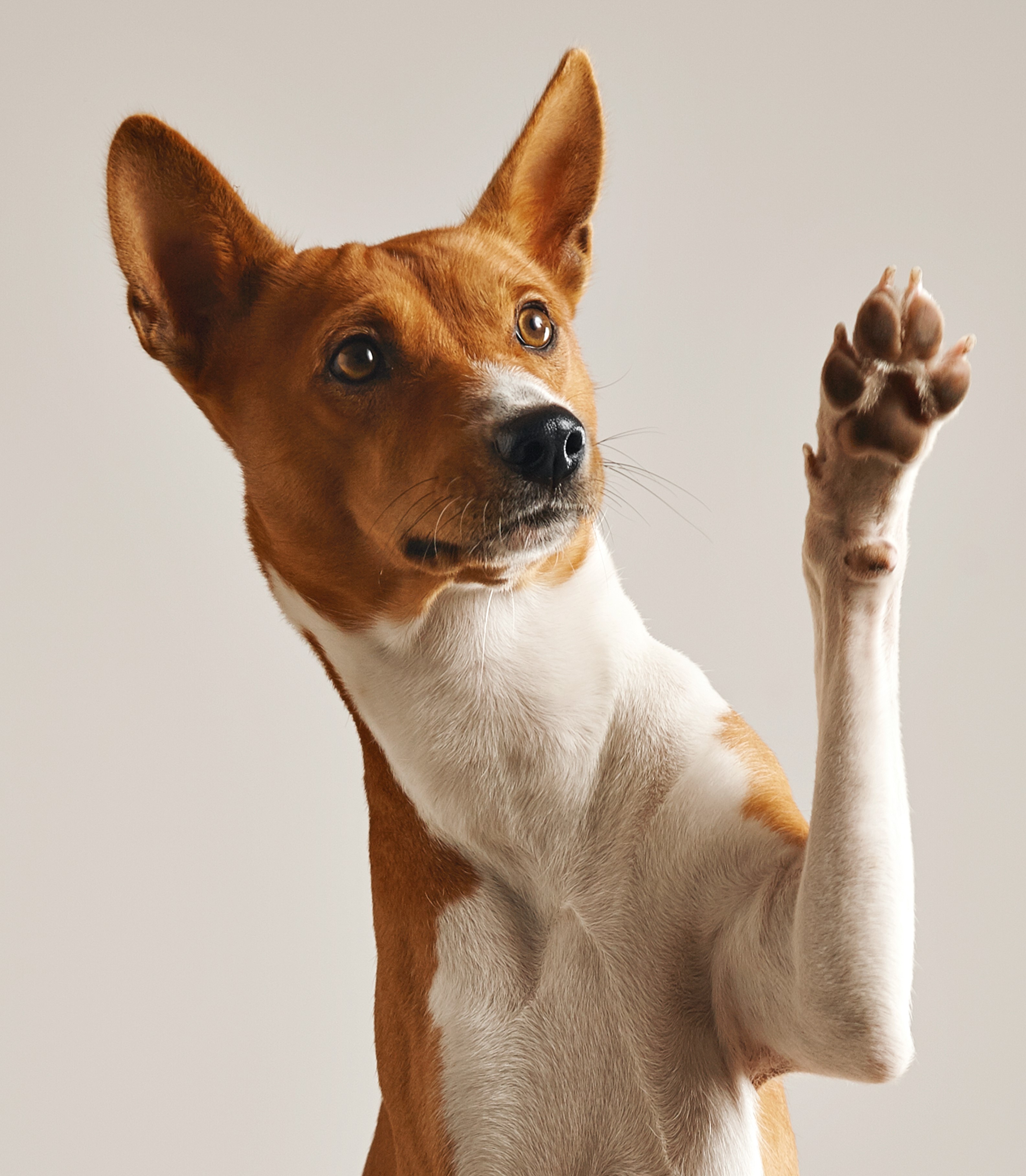 perro 7