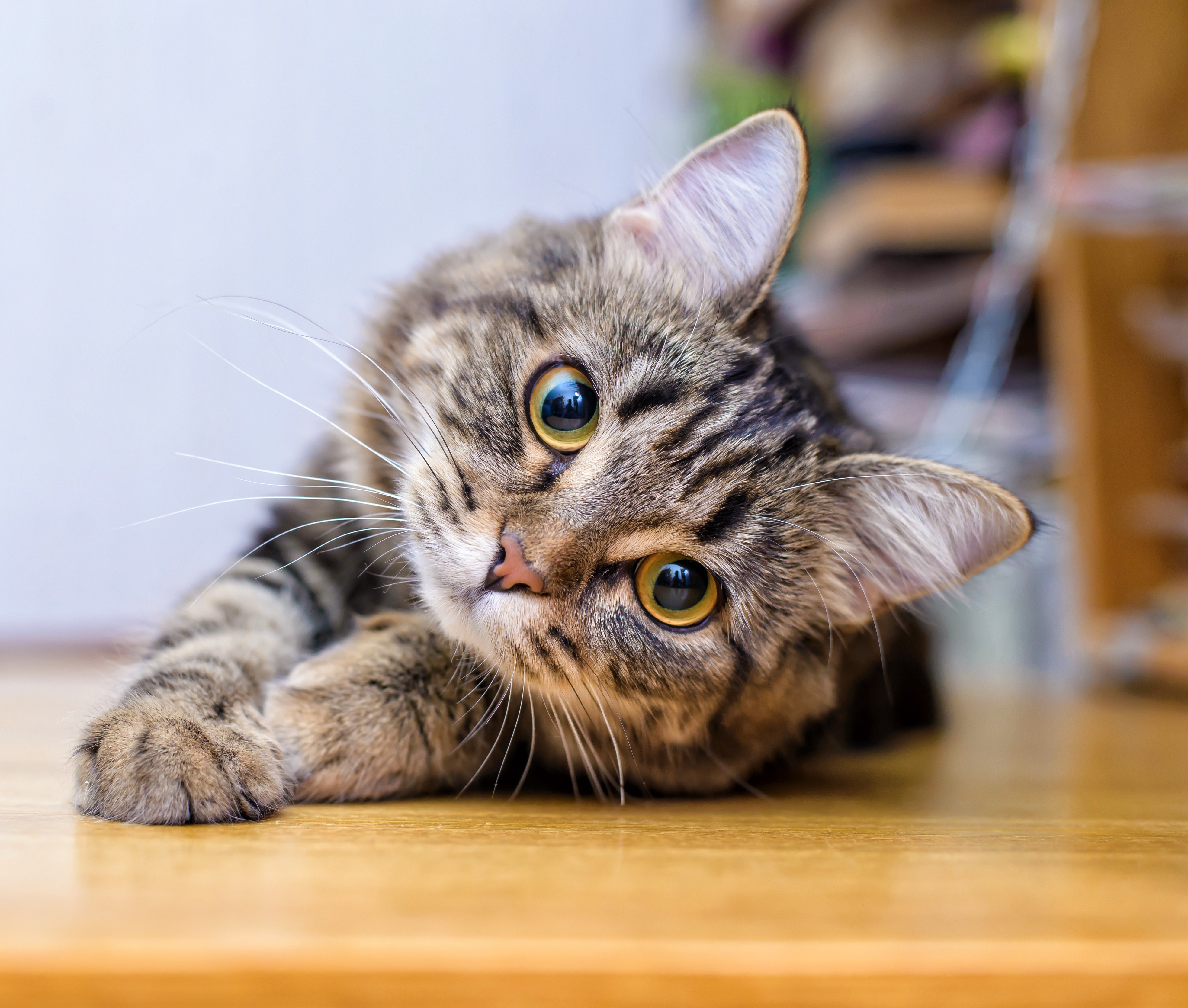 gato 8