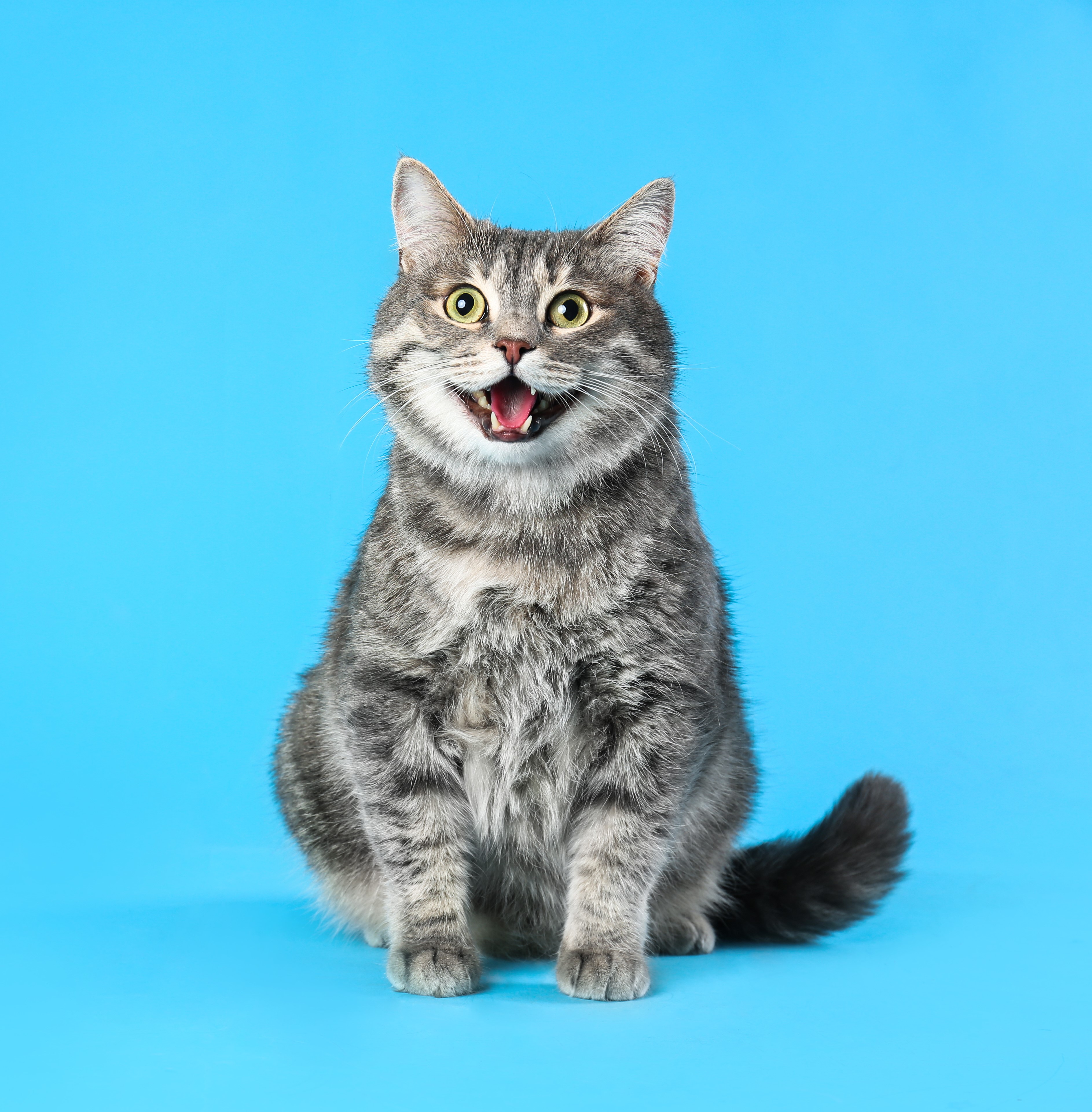gato 4