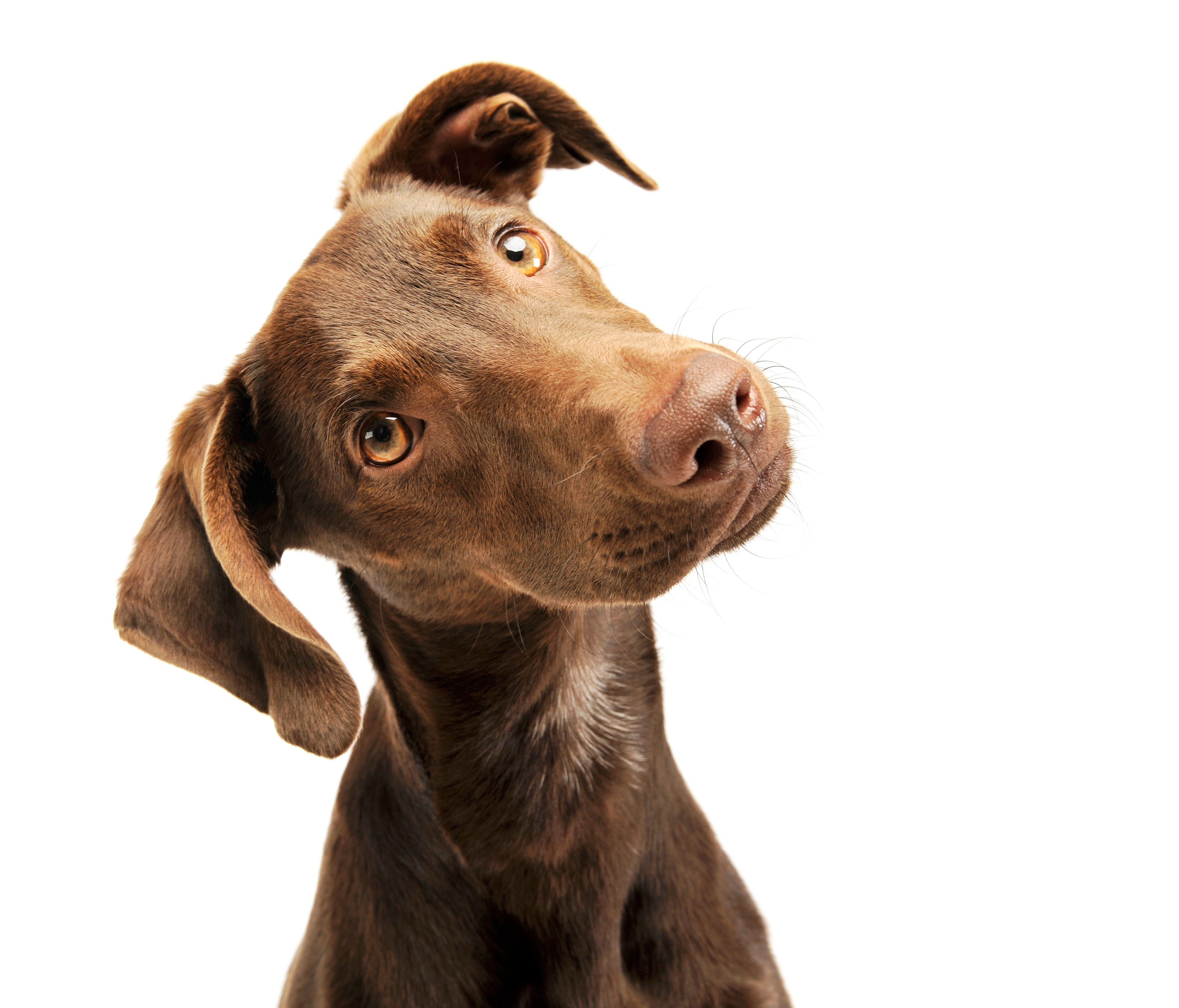 perro 3