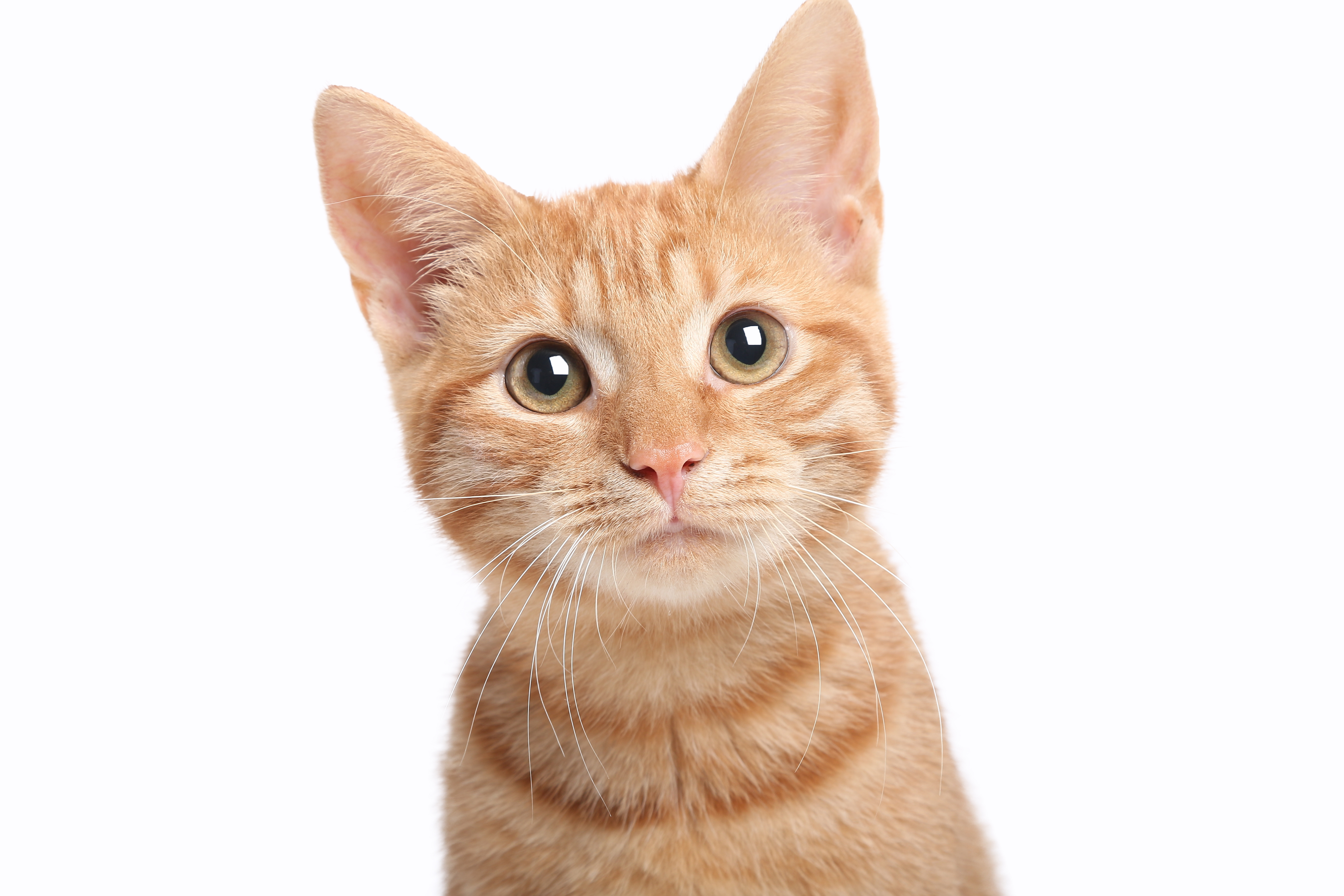 Gato 3
