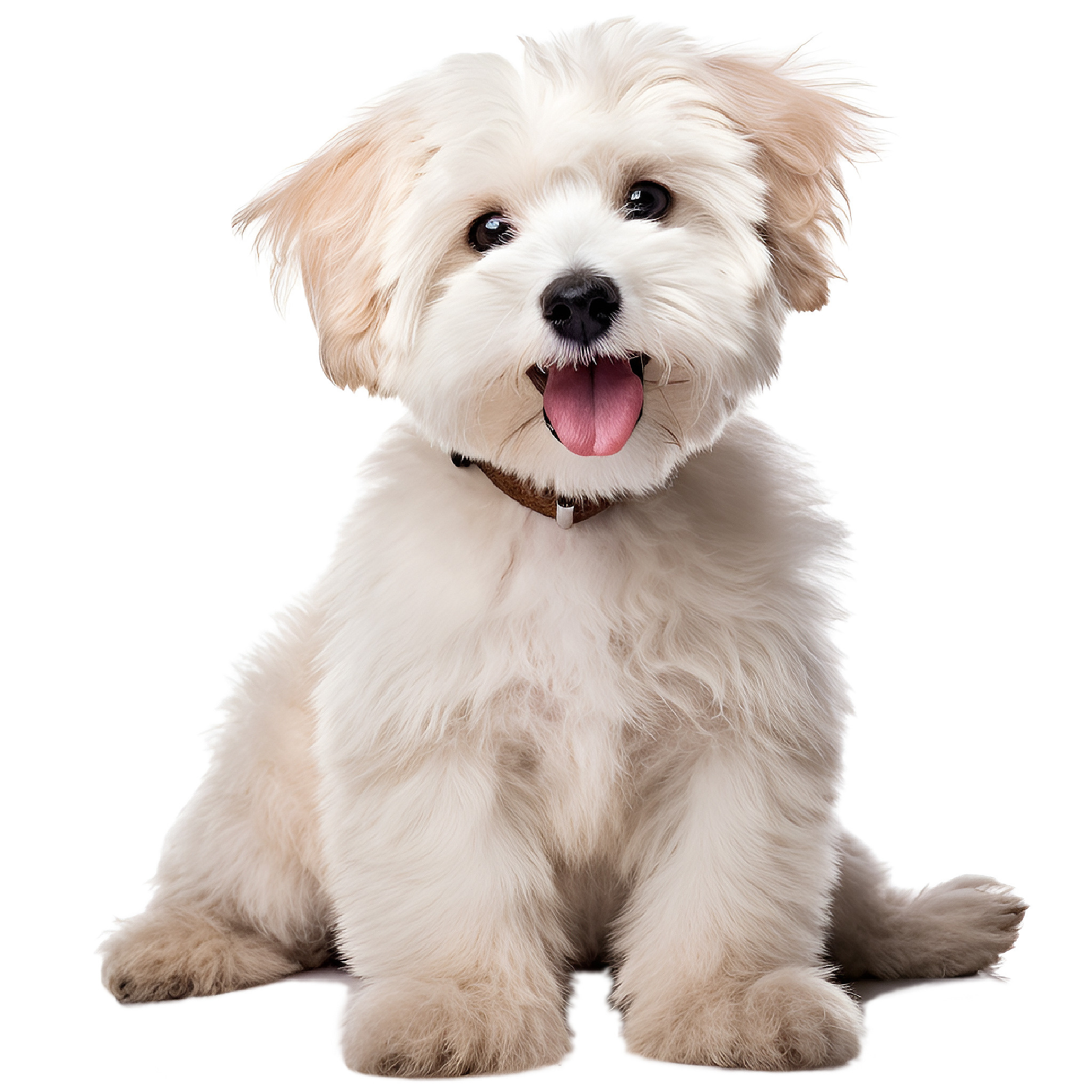 perro 6