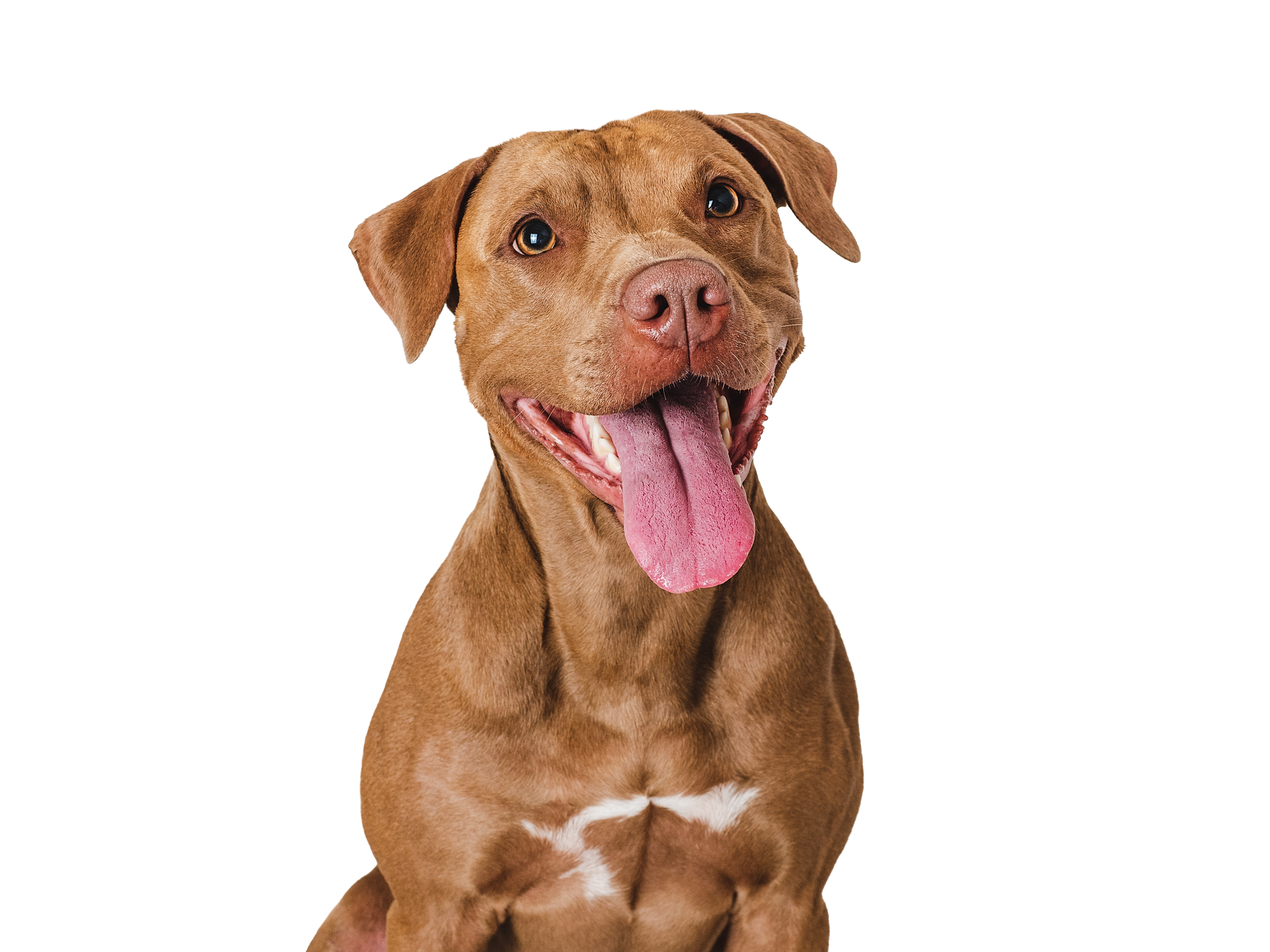 perro 4