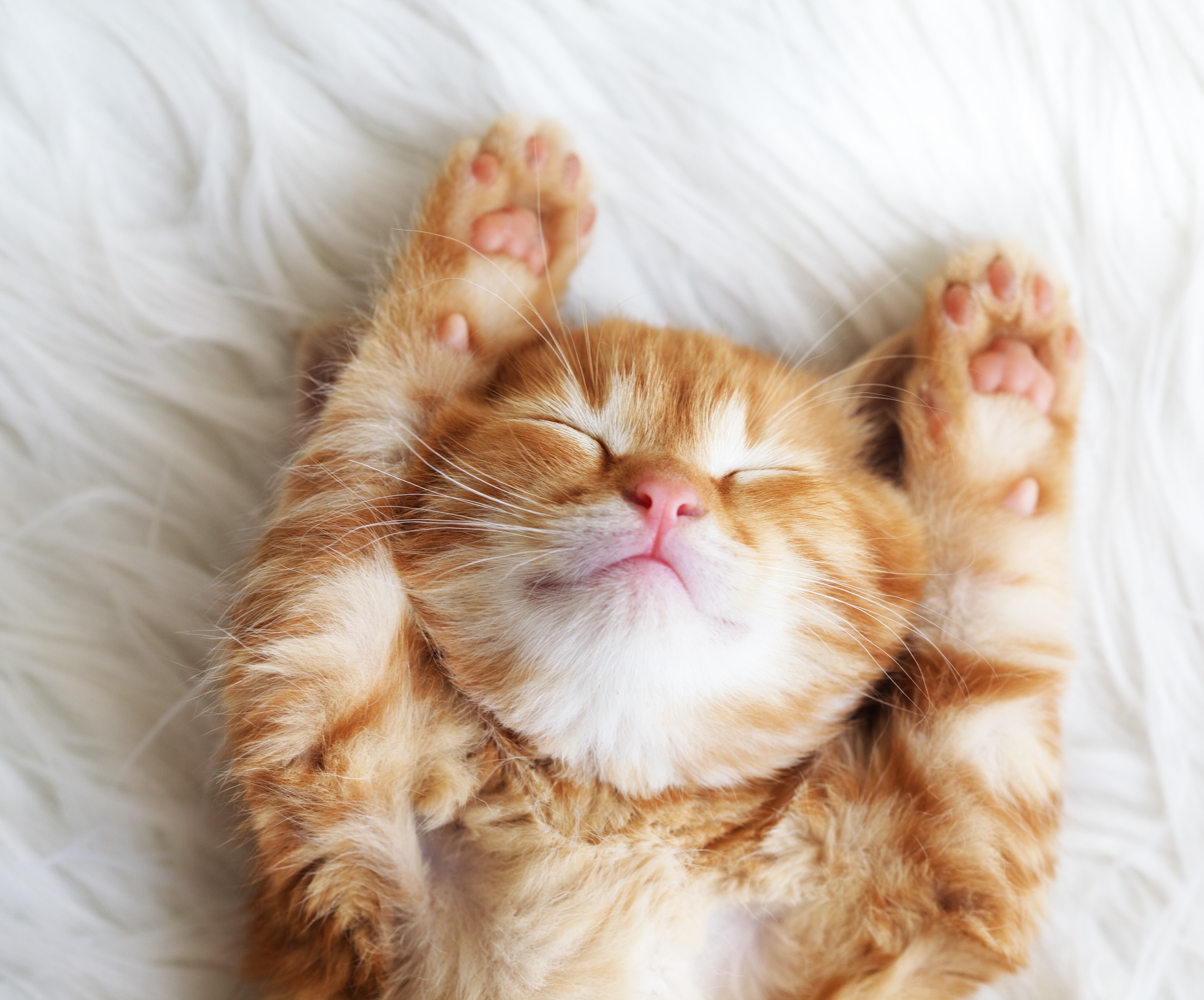Gato 2