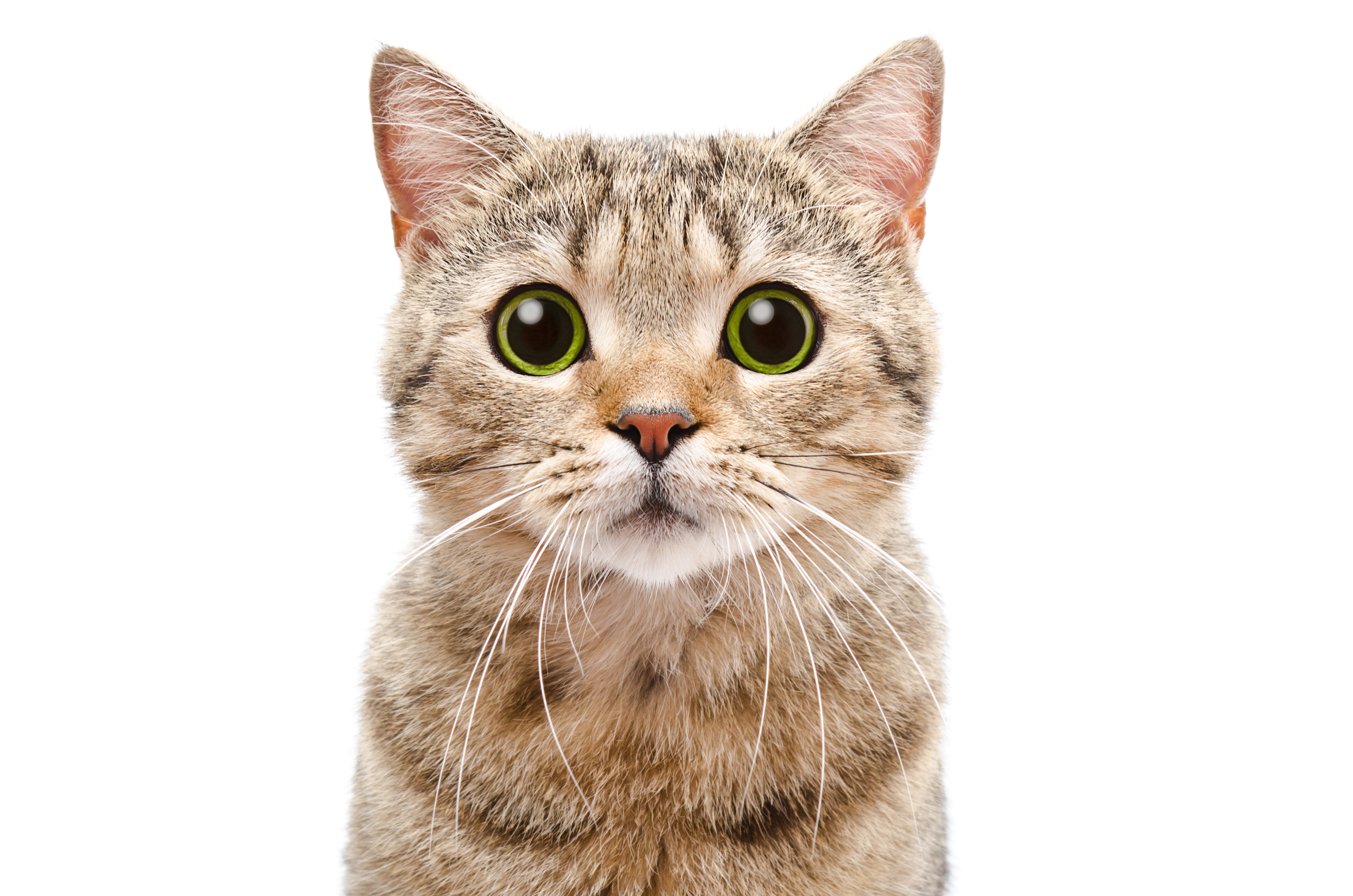 gato 1